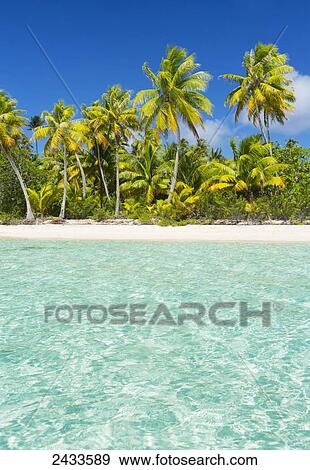 Stock Photo - Tropical sunny island with palm trees and blue ocean; Tikehau, French Polynesia. Fotosearch