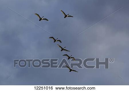 Trumpeter Swans arrive at Marsh Lake during Spring migration, Yukon, Canada. View Large Photo Image Stock Photograph - Trumpeter Swans arrive at Marsh Lake during Spring migration, Yukon, Canada.. Fotosearch
