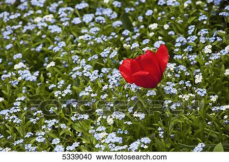 Tulip and forget-me-nots; Waterloo, Quebec, Canada View Large Photo Image Stock Image - Tulip and forget-me-nots; Waterloo, Quebec, Canada. Fotosearch