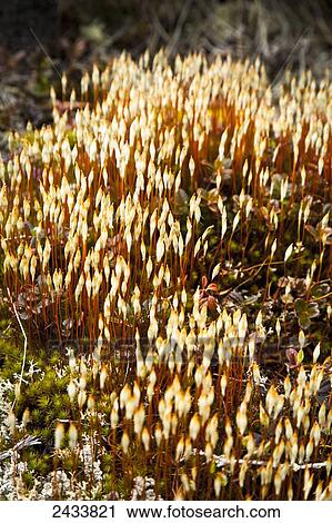 Tundra blooming, Chena River State Recreation Area; Fairbanks, Alaska, United States of America View Large Photo Image Stock Image - Tundra blooming, Chena River State Recreation Area; Fairbanks, Alaska, United States of America. Fotosearch