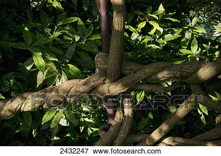 Stock Photo - Twisted tree, Kew Gardens; London, England. Fotosearch