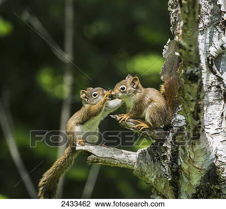 Two baby red squirrels (Sciurus Vulgaris) playing in a tree; Ontario, Canada View Large Photo Image Stock Image - Two baby red squirrels (Sciurus Vulgaris) playing in a tree; Ontario, Canada. Fotosearch