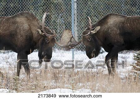 Two Bull Moose Sparring Near Ted Stevens International Airport In Anchorage, Southcentral Alaska, Winter View Large Photo Image Stock Photo - Two Bull Moose Sparring Near Ted Stevens International Airport In Anchorage, Southcentral Alaska, Winter. Fotosearch