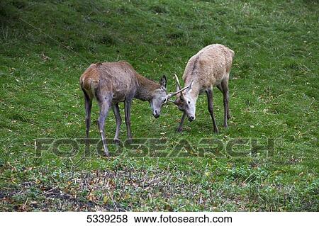 Two deer using antlers in conflict View Large Photo Image Stock Photo - Two deer using antlers in conflict. Fotosearch