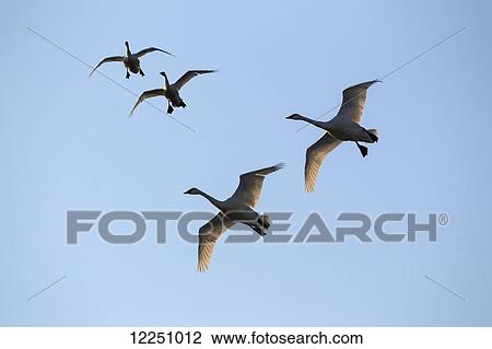 Two pairs of Trumpeter swans set their wings as they decend to Marsh Lake during Spring migration, Yukon, Canada. View Large Photo Image Stock Image - Two pairs of Trumpeter swans set their wings as they decend to Marsh Lake during Spring migration, Yukon, Canada.. Fotosearch