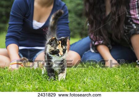 Two sisters with the family cat outdoors; Sherwood Park, Alberta, Canada View Large Photo Image Stock Photo - Two sisters with the family cat outdoors; Sherwood Park, Alberta, Canada. Fotosearch