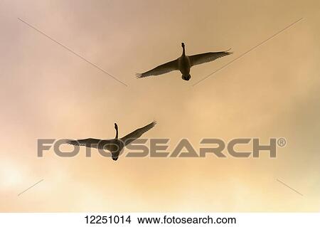 Two Trumpeter swans gain altitude as they make their way towards their next destination at sunset, Marsh Lake, Spring migration, Yukon, Canada. View Large Photo Image Picture - Two Trumpeter swans gain altitude as they make their way towards their next destination at sunset, Marsh Lake, Spring migration, Yukon, Canada.. Fotosearch