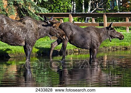 Two young bull moose drinking water in a creek, Chena River State Recreation Area; Fairbanks, Alaska, United States of America View Large Photo Image Stock Photo - Two young bull moose drinking water in a creek, Chena River State Recreation Area; Fairbanks, Alaska, United States of America. Fotosearch