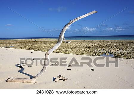 Stock Photo - Uniquely shaped driftwood upright on white sand on the coast; Vamizi Island, Mozambique. Fotosearch