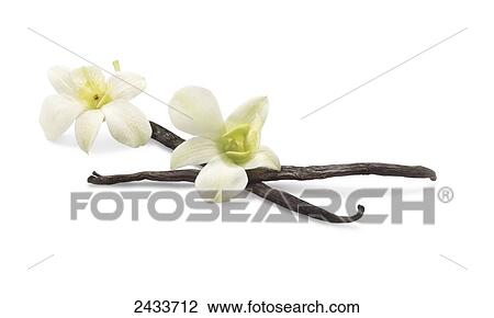Vanilla flower and vanilla bean on white background View Large Photo Image Stock Image - Vanilla flower and vanilla bean on white background. Fotosearch