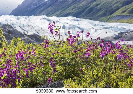 View of the face of Matanuska Glacier with dwarf fireweed (Chamerion latifolium) and rocks in the foreground; Alaska, United States of America View Large Photo Image Stock Image - View of the face of Matanuska Glacier with dwarf fireweed (Chamerion latifolium) and rocks in the foreground; Alaska, United States of America. Fotosearch