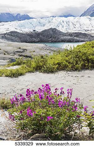 View of the face of Matanuska Glacier with dwarf fireweed (Chamerion latifolium) and rocks in the foreground; Alaska, United States of America View Large Photo Image Stock Photo - View of the face of Matanuska Glacier with dwarf fireweed (Chamerion latifolium) and rocks in the foreground; Alaska, United States of America. Fotosearch