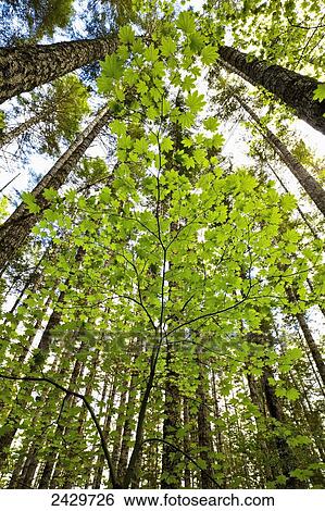 Stock Photograph - Vine maple below Douglas Fir; Washington, United States of America. Fotosearch