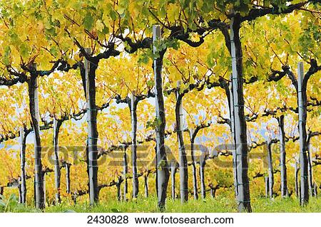 Stock Photo - Vines on slopes; San Gimignano, Tuscany, Italy. Fotosearch
