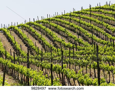Vineyard in a wine region; Casablanca, Valparaiso, Chile View Large Photo Image Stock Photo - Vineyard in a wine region; Casablanca, Valparaiso, Chile. Fotosearch