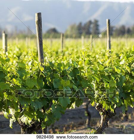 Stock Photo - Vineyard in a wine region; Casablanca, Valparaiso, Chile. Fotosearch
