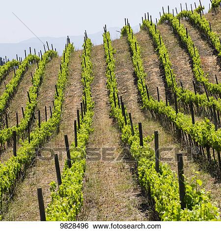 Stock Photograph - Vineyard in a wine region; Casablanca, Valparaiso, Chile. Fotosearch