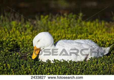 Stock Photo - White Duck napping in spring greens, Chena River State Recreation Area; Fairbanks, Alaska, United States of America. Fotosearch