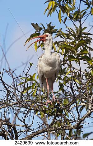 Stock Photo - White Ibis (Eudocimus albus) perched in tree, blue sky in background, Everglades National Park; Florida, United States of America. Fotosearch