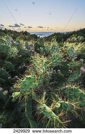 Wild cactus; Bolonia, Cadiz, Andalusia, Spain View Large Photo Image Stock Photo - Wild cactus; Bolonia, Cadiz, Andalusia, Spain. Fotosearch