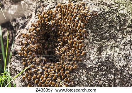 Wild honey bees in a hollow tree (Apis mellifera); Toronto, Ontario, Canada View Large Photo Image Stock Photo - Wild honey bees in a hollow tree (Apis mellifera); Toronto, Ontario, Canada. Fotosearch
