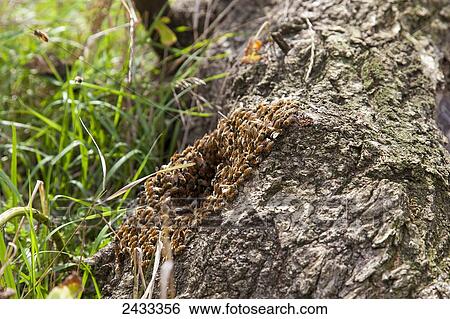 Wild honey bees in a hollow tree (Apis mellifera); Toronto, Ontario, Canada View Large Photo Image Stock Photograph - Wild honey bees in a hollow tree (Apis mellifera); Toronto, Ontario, Canada. Fotosearch