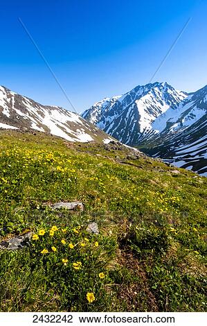 Stock Image - Wildflowers blossom in the foreground with rugged snow covered mountains in the background; Alaska, United States of America. Fotosearch