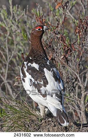 Stock Image - Willow Ptarmigan (Lagopus lagopus) near willow bushes, Denali National Park; Alaska, United States of America. Fotosearch