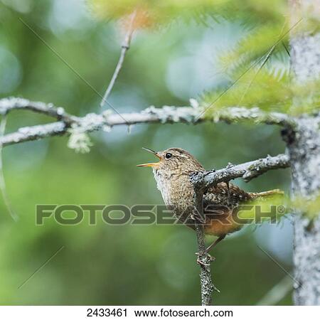 Winter Wren (Troglodytes hiemalis) singing; Ontario, Canada View Large Photo Image Stock Image - Winter Wren (Troglodytes hiemalis) singing; Ontario, Canada. Fotosearch