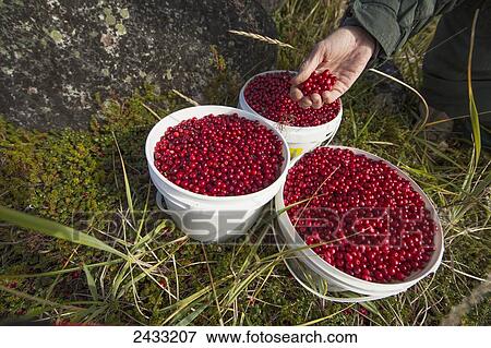 Stock Photo - Woman's hand filling buckets full of wild cranberries on the shore of Hudson Bay; Manitoba, Canada. Fotosearch