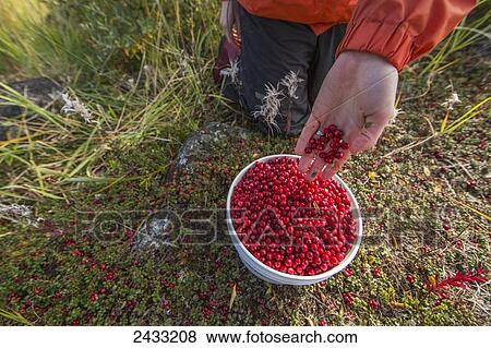 Woman's hand filling buckets full of wild cranberries on the shore of Hudson Bay; Manitoba, Canada View Large Photo Image Stock Photo - Woman's hand filling buckets full of wild cranberries on the shore of Hudson Bay; Manitoba, Canada. Fotosearch