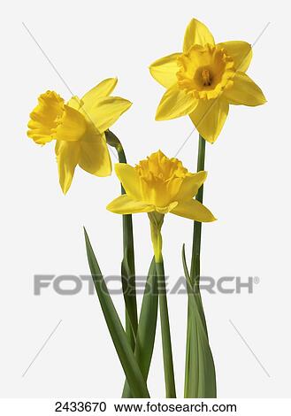 Stock Image - Yellow daffodils on a white background. Fotosearch