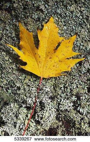 Stock Photo - Yellow fallen leaf on a rock in autumn; Northumberland, England. Fotosearch