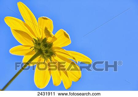 Stock Image - Yellow flower against a blue sky; Bolivia. Fotosearch