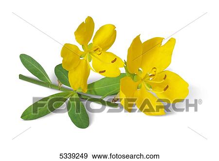 Yellow flower blossoms on a stem with green leaves on a white background View Large Photo Image Stock Photo - Yellow flower blossoms on a stem with green leaves on a white background. Fotosearch