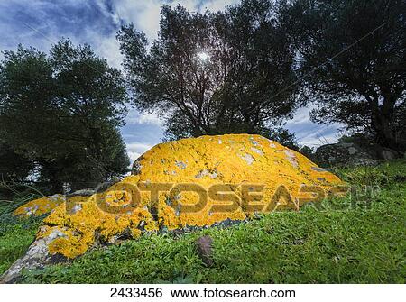 Yellow moss on a rock; Tarifa, Cadiz, Andalusia, Spain View Large Photo Image Stock Photograph - Yellow moss on a rock; Tarifa, Cadiz, Andalusia, Spain. Fotosearch