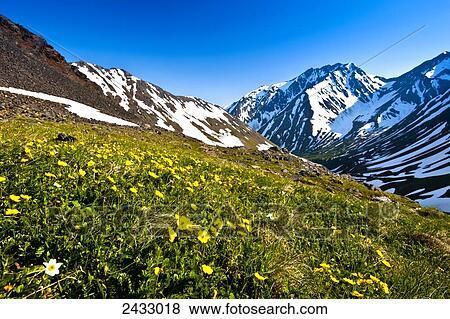 Yellow wildflowers grow in a meadow with snowy mountains in the background View Large Photo Image Stock Photo - Yellow wildflowers grow in a meadow with snowy mountains in the background. Fotosearch