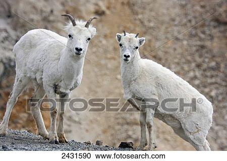 Young Dall Sheep Rams (Ovis dalli) in Denali National Park; Alaska, United States of America View Large Photo Image Stock Image - Young Dall Sheep Rams (Ovis dalli) in Denali National Park; Alaska, United States of America. Fotosearch