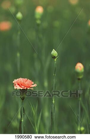 ピンクのカーネーション クローズアップ の 花 そして つぼみ 柔らかい 焦点 ストックイメージ Fotosearch