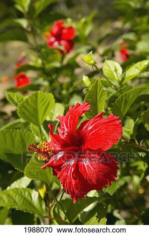 フランス語 Polyesia タヒチ Huahine フォーカス 上に 明るい赤 ハイビスカス 上に 花 ブッシュ ストックイメージ Fotosearch