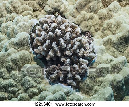 花椰菜 珊瑚 Pocillopora Meandrina 圍繞 所作 耳垂 珊瑚 Porites Lobata Kona 島 的 夏威夷 夏威夷 美國種類最齊全的圖像 Fotosearch