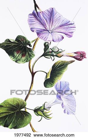 Stock Image - 1885 Isabella Sinclair, Close-Up Of Hawaiian Morning Glory Pohuehue Flower.. Fotosearch