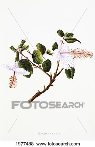 Stock Photo - 1885 Isabella Sinclair, White Hibiscus Kokio Keokeo Flowers On Stem.. Fotosearch
