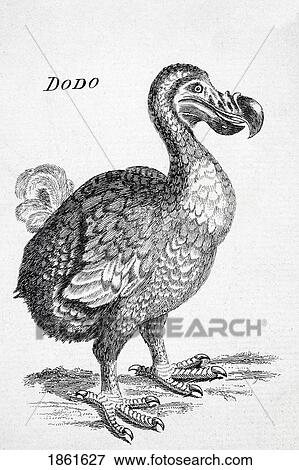 Stock Photo - 18Th Century Drawing Of The Now Extinct Dodo Bird Of Mauritius Raphus Cucullatus. Fotosearch