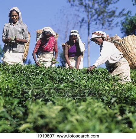 2 Tea Pickers Picking View Large Photo Image Stock Photo - 2 Tea Pickers Picking. Fotosearch