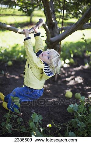 Stock Photo - 2-year-old boy hanging from apple tree in orchard; Ontario, Canada. Fotosearch