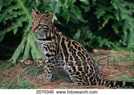 32630D, Ocelot, Southwestern Usa, South America View Large Photo Image Stock Photograph - 32630D, Ocelot, Southwestern Usa, South America. Fotosearch