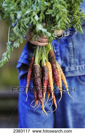 Stock Photo - 6-year-old mixed race boy holding a bunch of organic carrots; Montreal, Quebec, Canada. Fotosearch