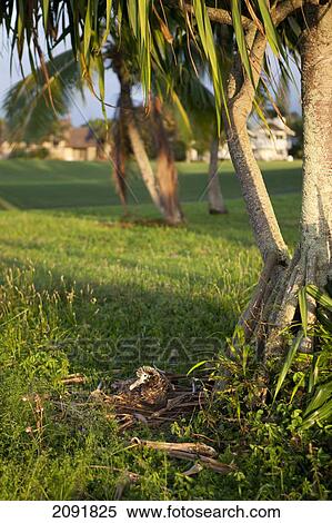 A Baby Albatross Sits Protected In Her Nest; Kauai, Hawaii, Usa View Large Photo Image Stock Photography - A Baby Albatross Sits Protected In Her Nest; Kauai, Hawaii, Usa. Fotosearch