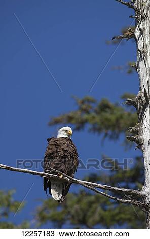 A Bald Eagle (Haliaeetus leucocephalus) on the coast; British Columbia, Canada View Large Photo Image Stock Image - A Bald Eagle (Haliaeetus leucocephalus) on the coast; British Columbia, Canada. Fotosearch